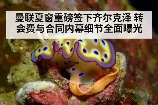 曼联夏窗重磅签下齐尔克泽 转会费与合同内幕细节全面曝光