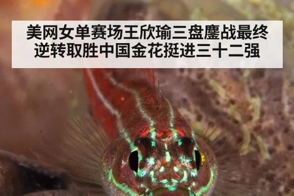 美网女单赛场王欣瑜三盘鏖战最终逆转取胜中国金花挺进三十二强
